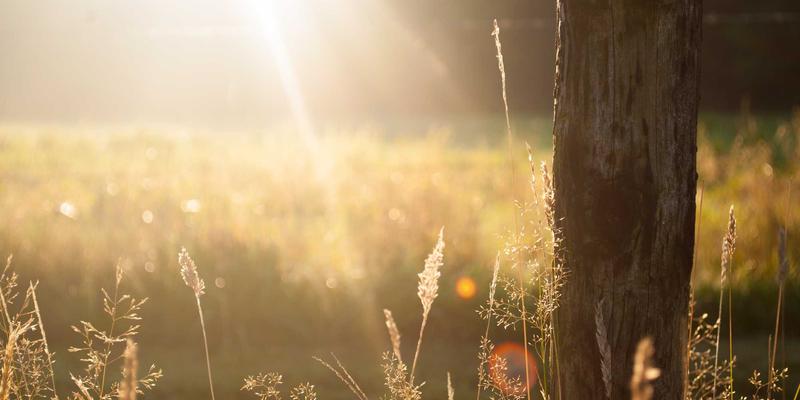 普洛尼克与人工智能：科技资讯中的新前沿探索