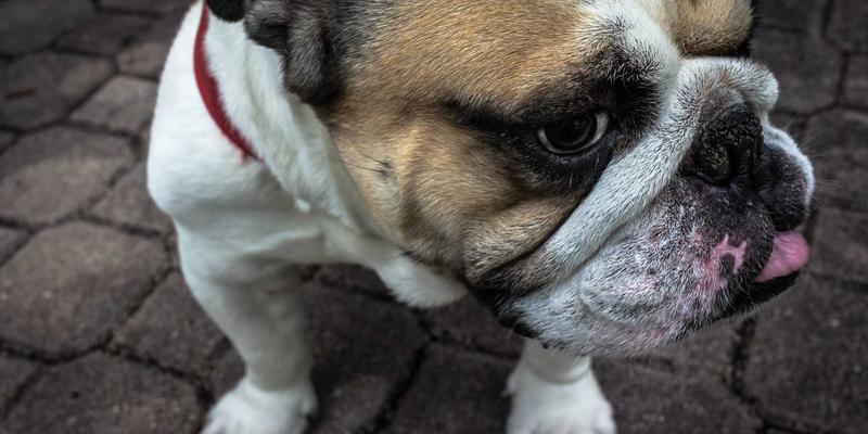 科技资讯52:当AI深度赋能手机评测,数码产品迎来智能决策时代